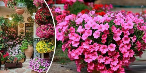 Jak a kdy zasít (rostlina) petúnie na sazenice v roce 2022